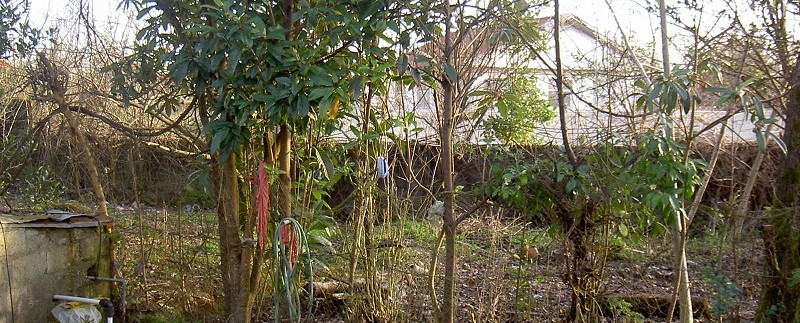 vilaa rostahi shomal (2)