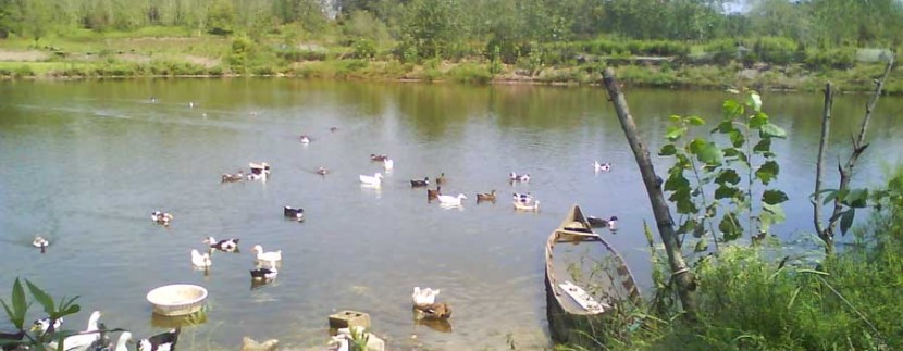 villa sharki zibakenar