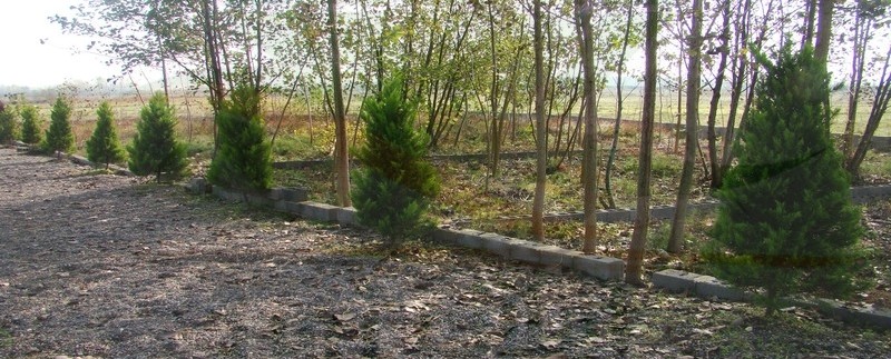 زمین درخت کاری شده زیبا کنار