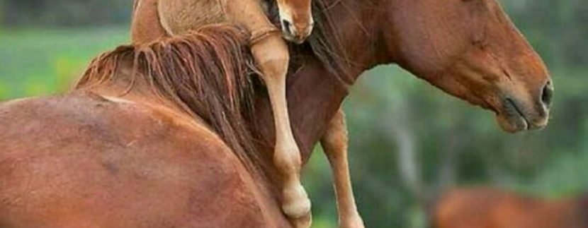 عکس بوجاق کیاشهر