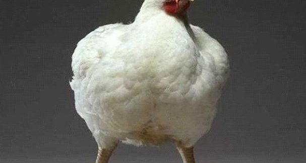 مرغداری