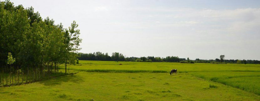 ویلا سیاهکل (7)
